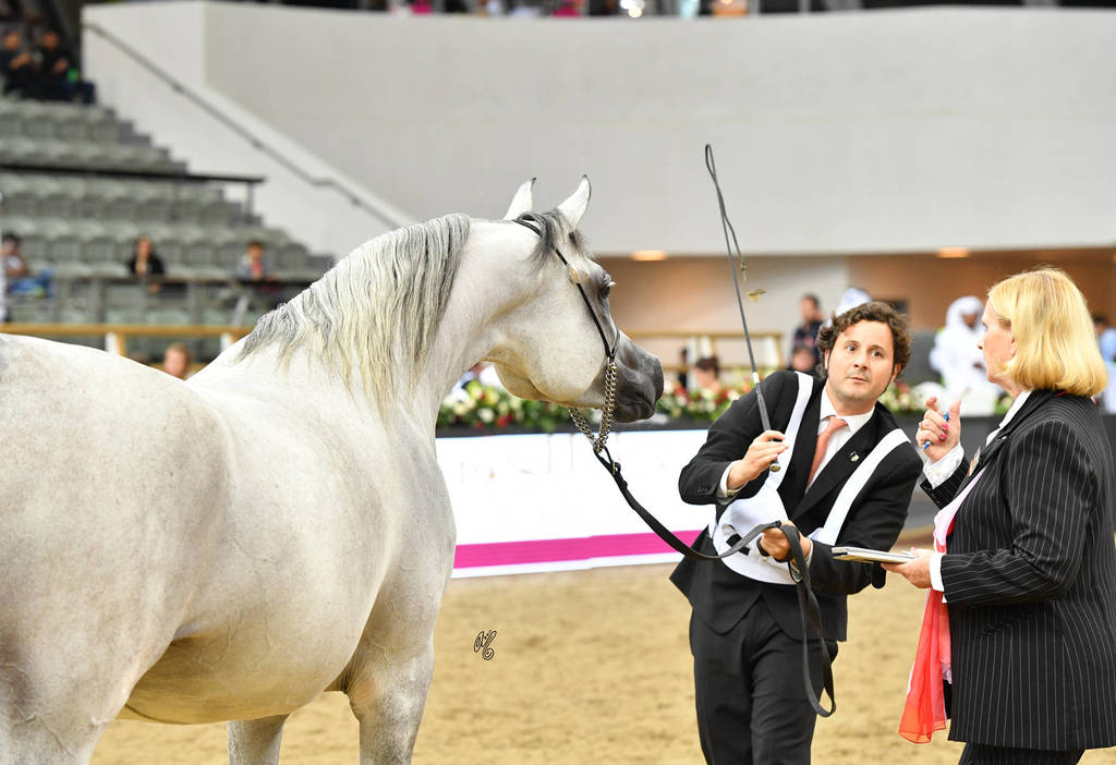 Mares 7 to 10: Tibrah Al Shaqab