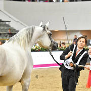 Mares 7 to 10: Tibrah Al Shaqab
