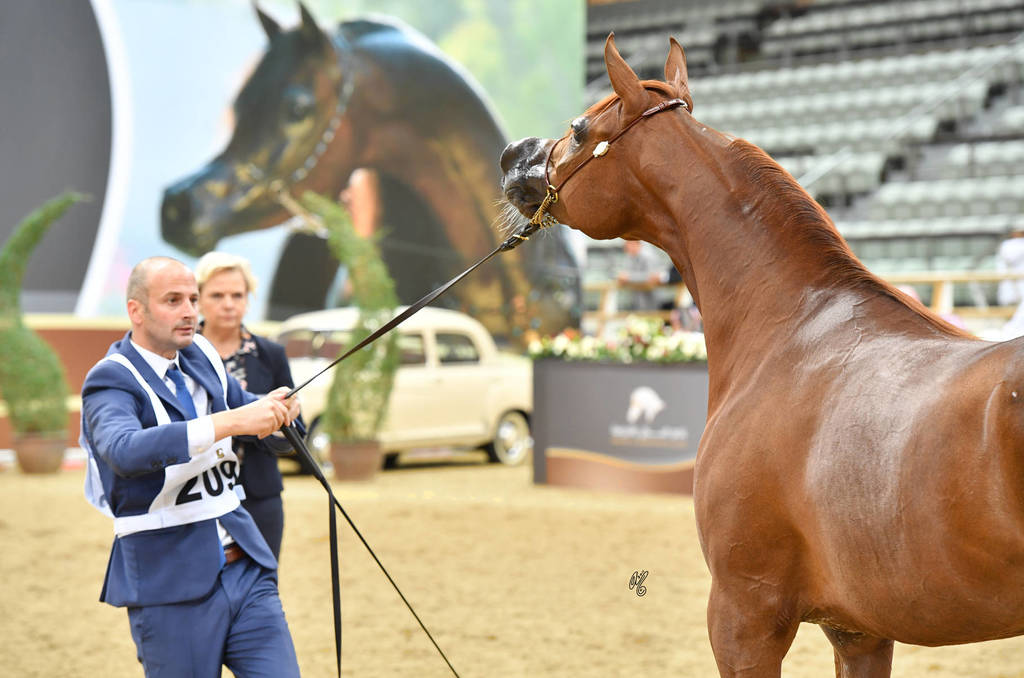 Mares 7 to 10: Basma Al Mohamadia