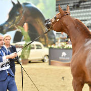 Mares 7 to 10: Basma Al Mohamadia