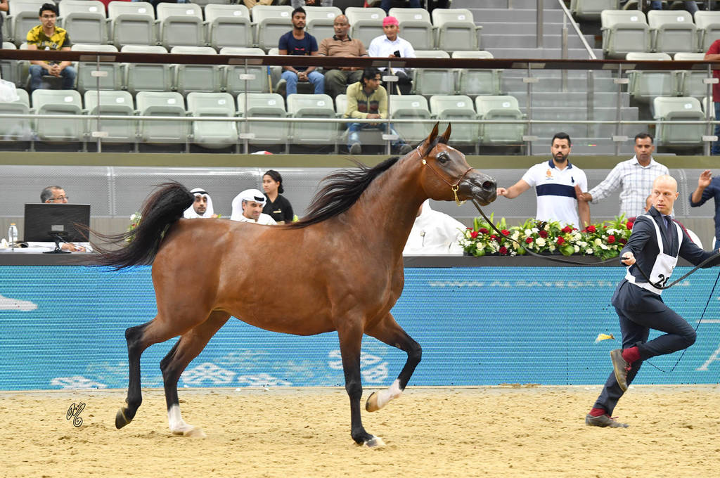 Mares 7 to 10: H Perdita