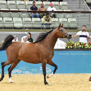Mares 7 to 10: H Perdita