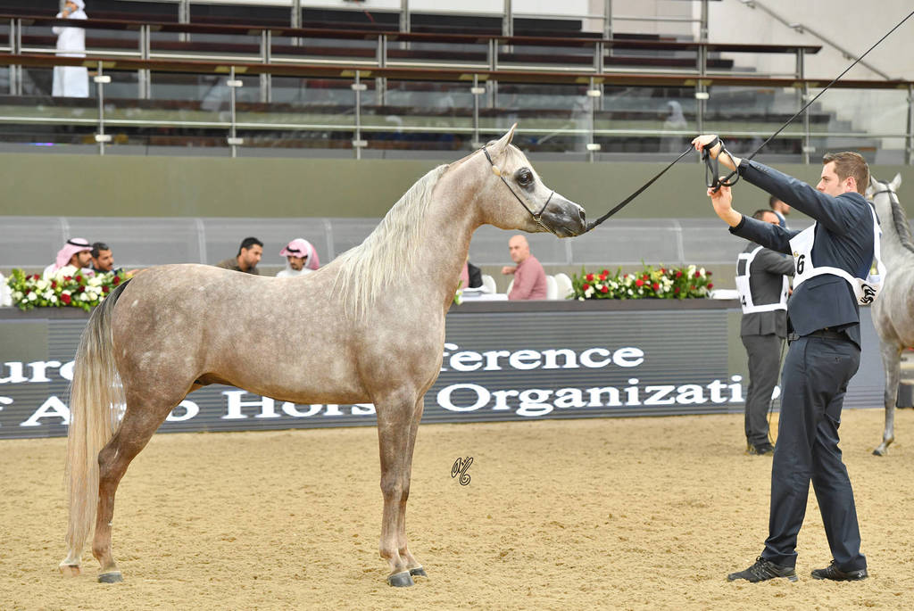 Colts 3 Years: Muhajer Almuawd