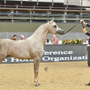 Colts 3 Years: Muhajer Almuawd