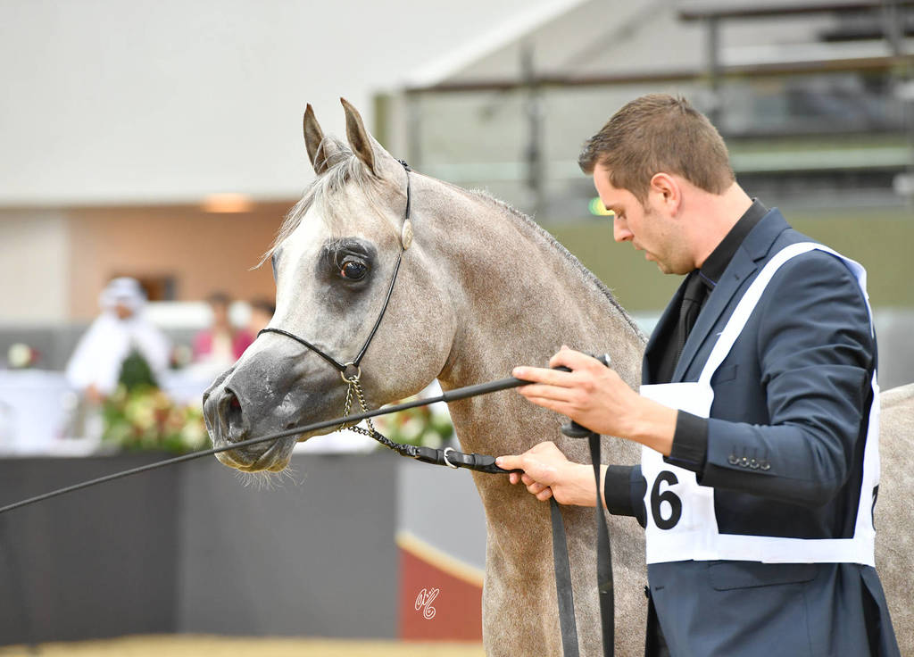 Colts 3 Years: Muhajer Almuawd