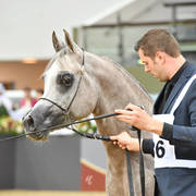 Colts 3 Years: Muhajer Almuawd