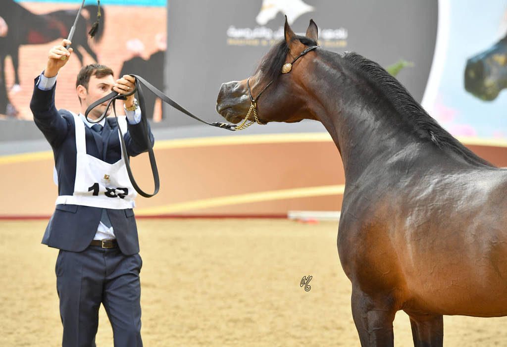 Colts 3 Years: Zaher Al Muawd