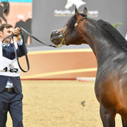 Colts 3 Years: Zaher Al Muawd