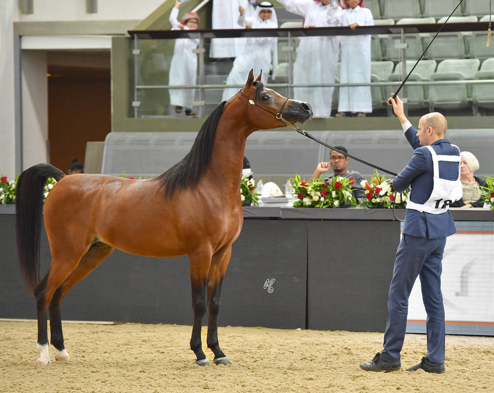 Colts 3 Years: Saud AM