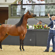 Colts 3 Years: Saud AM