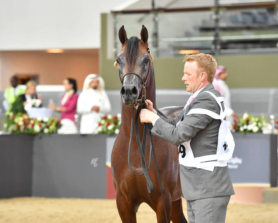 Colts 3 Years: Shaddad Al Muawd