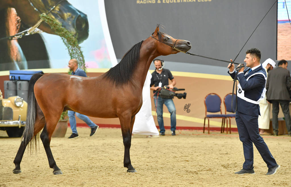 Colts 3 Years: Baher Al Shaqab