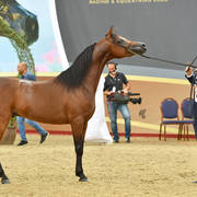 Colts 3 Years: Baher Al Shaqab