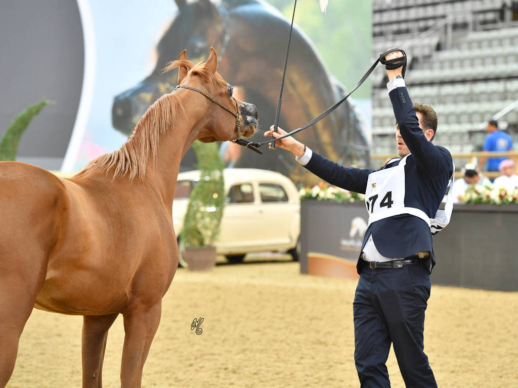 Colts 2 Years: Hazem