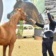 Colts 2 Years: Hazem