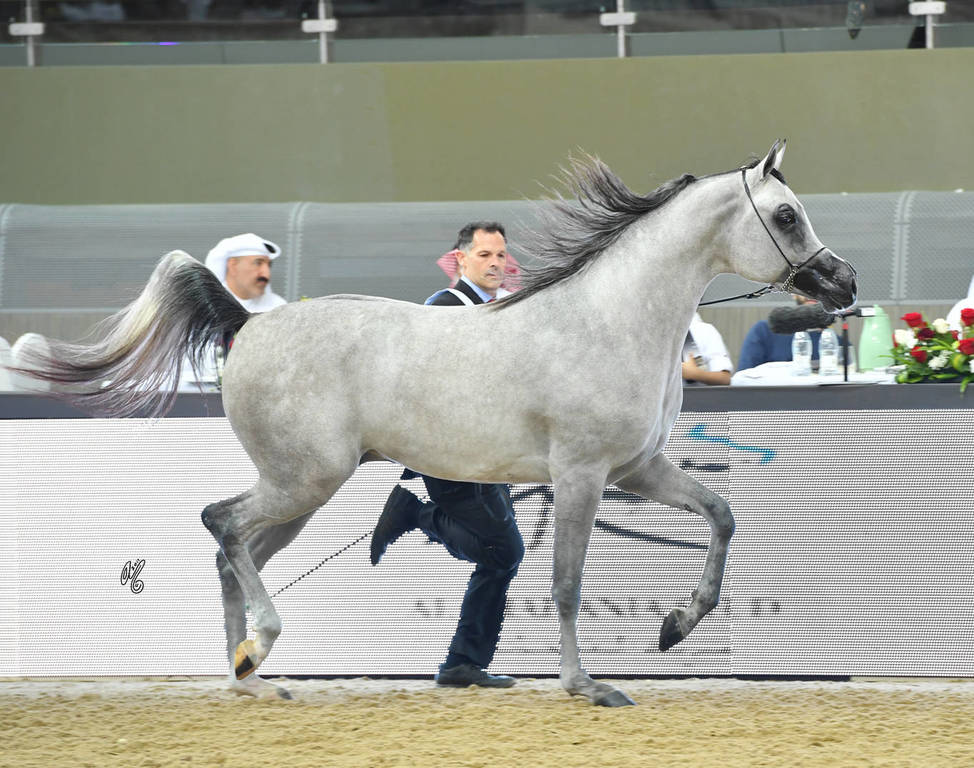 Colts 2 Years: Shehab Magic One