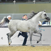 Colts 2 Years: Shehab Magic One