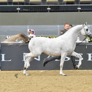 Colts 2 Years: Aali Farid