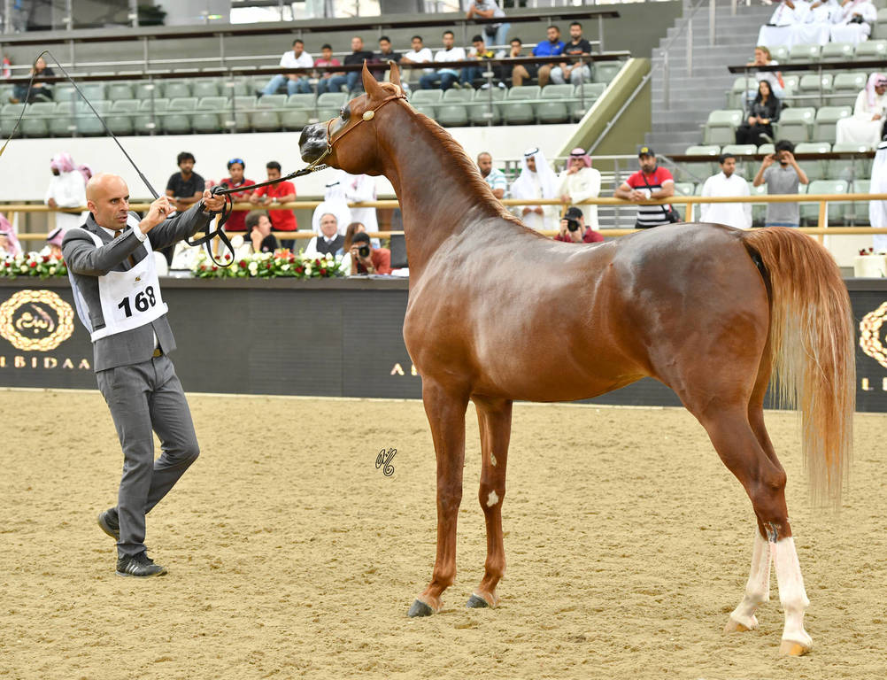 Colts 2 Years: Glorius AW