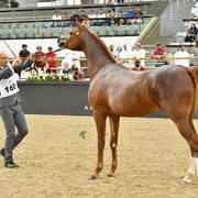 Colts 2 Years: Glorius AW