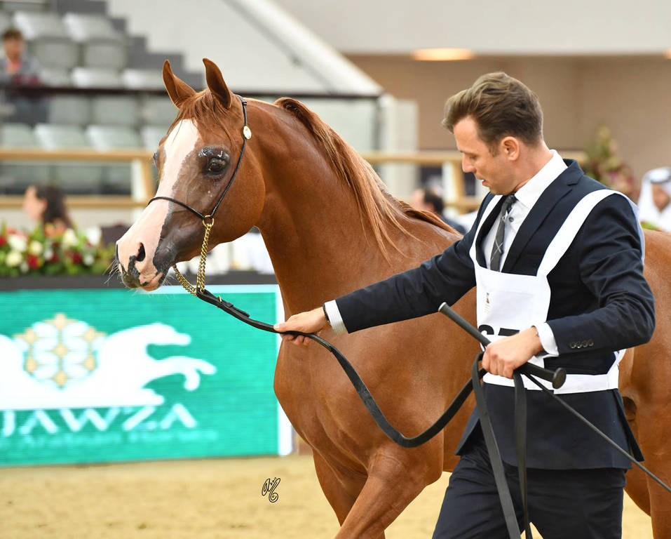 Colts 2 Years: Asbah