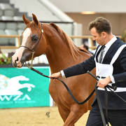 Colts 2 Years: Asbah