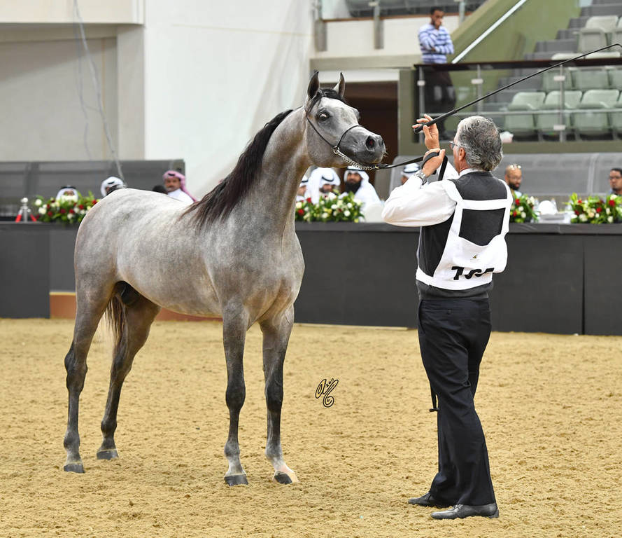 Colts 2 Years: Radad Al Shaqab