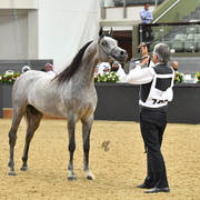 Colts 2 Years: Radad Al Shaqab