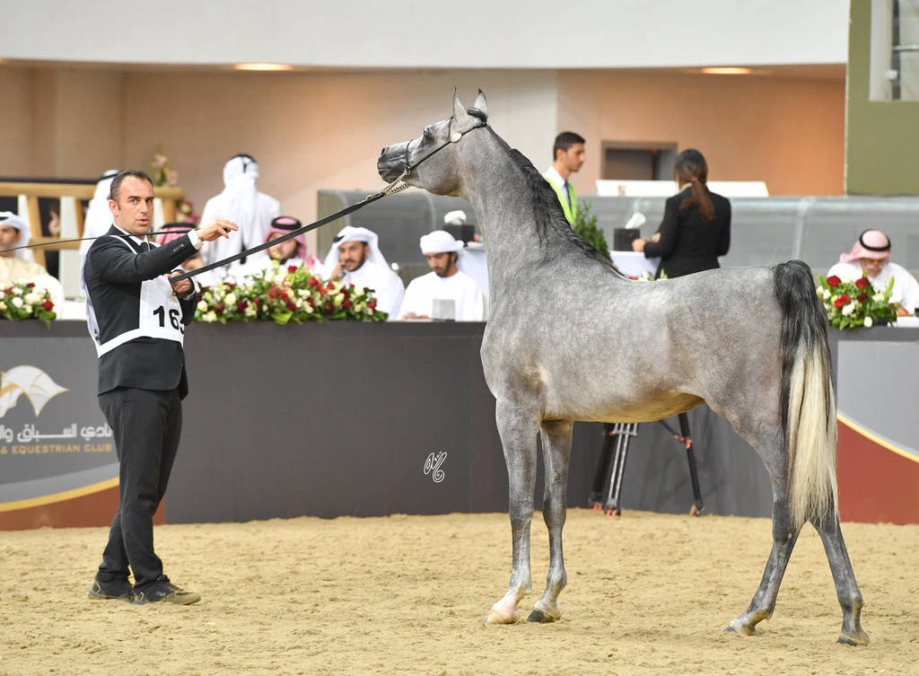 Colts 2 Years: Radad Al Shaqab
