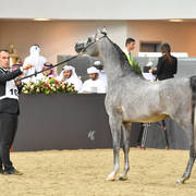 Colts 2 Years: Radad Al Shaqab