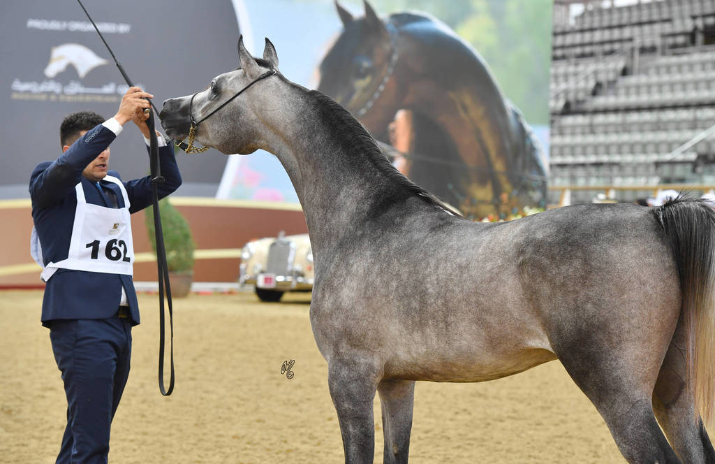 Colts 2 Years: Al Junaih Alfayyad