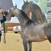 Colts 2 Years: Al Junaih Alfayyad