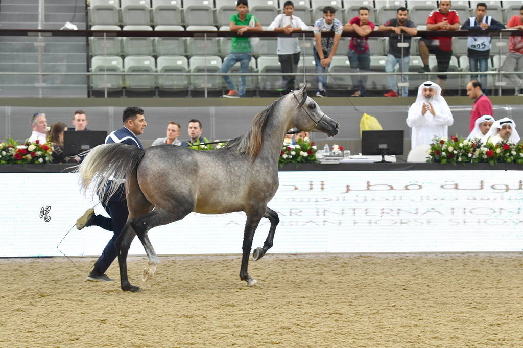 Colts 2 Years: Al Junaih Alfayyad