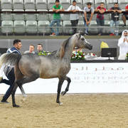 Colts 2 Years: Al Junaih Alfayyad