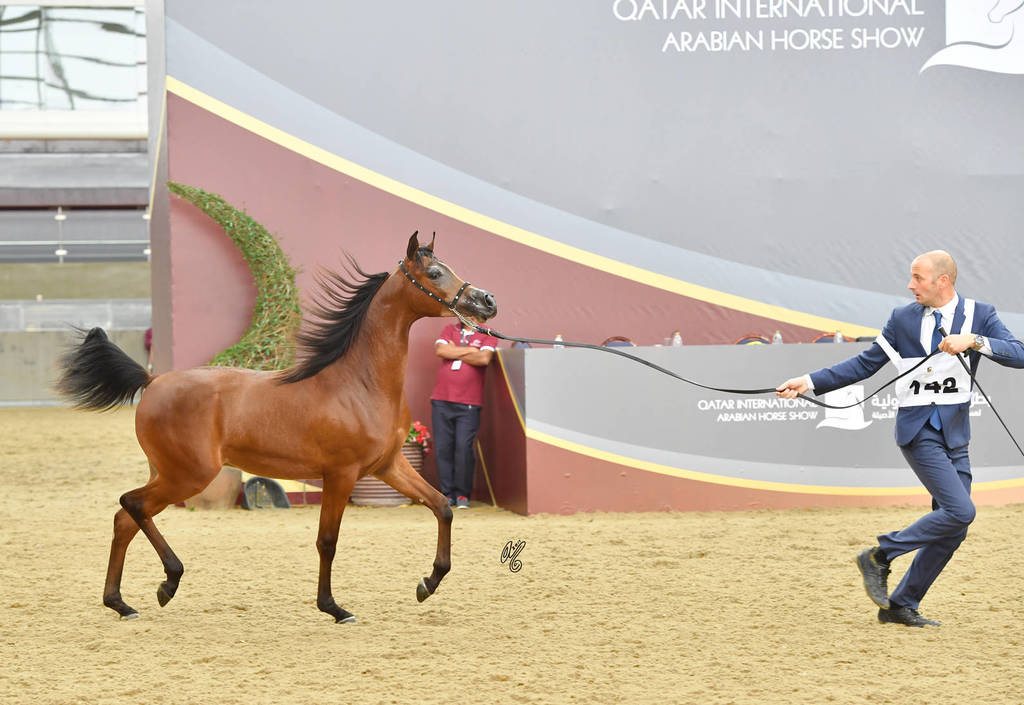 Yearling Colt: Montasir AM