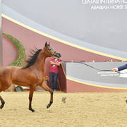 Yearling Colt: Montasir AM