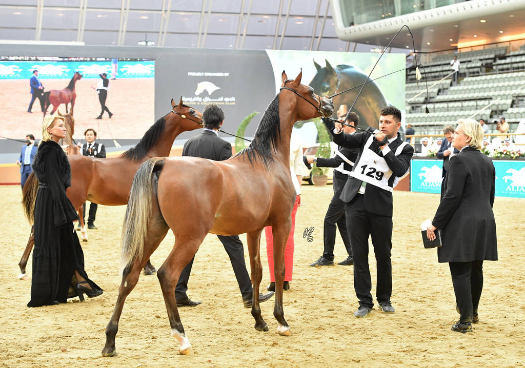Yearling Colt: Theeb Al Shaqab