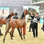 Yearling Colt: Theeb Al Shaqab