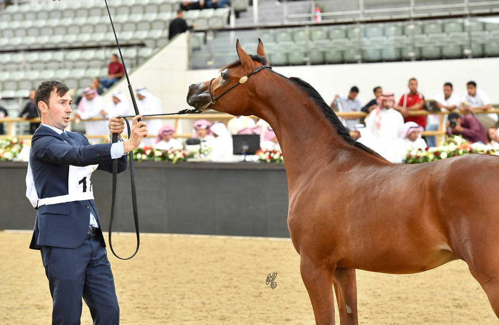 Fillies 3 Years: D Thara