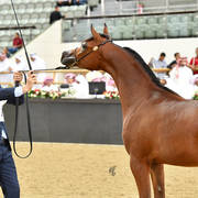 Fillies 3 Years: D Thara