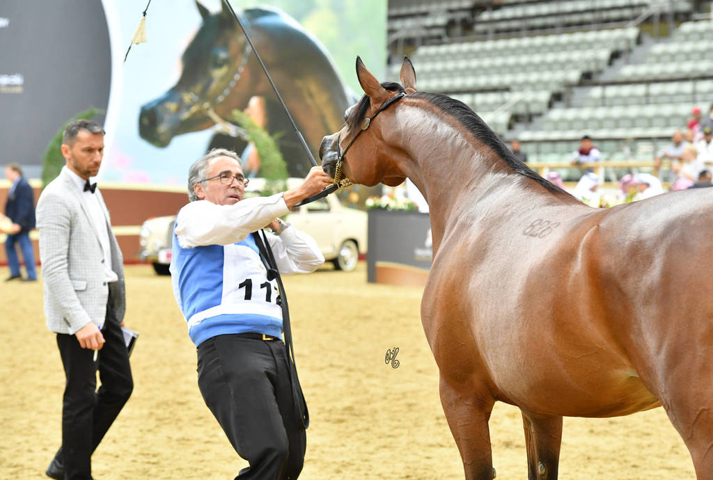 Fillies 3 Years: Empuza