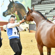 Fillies 3 Years: Empuza