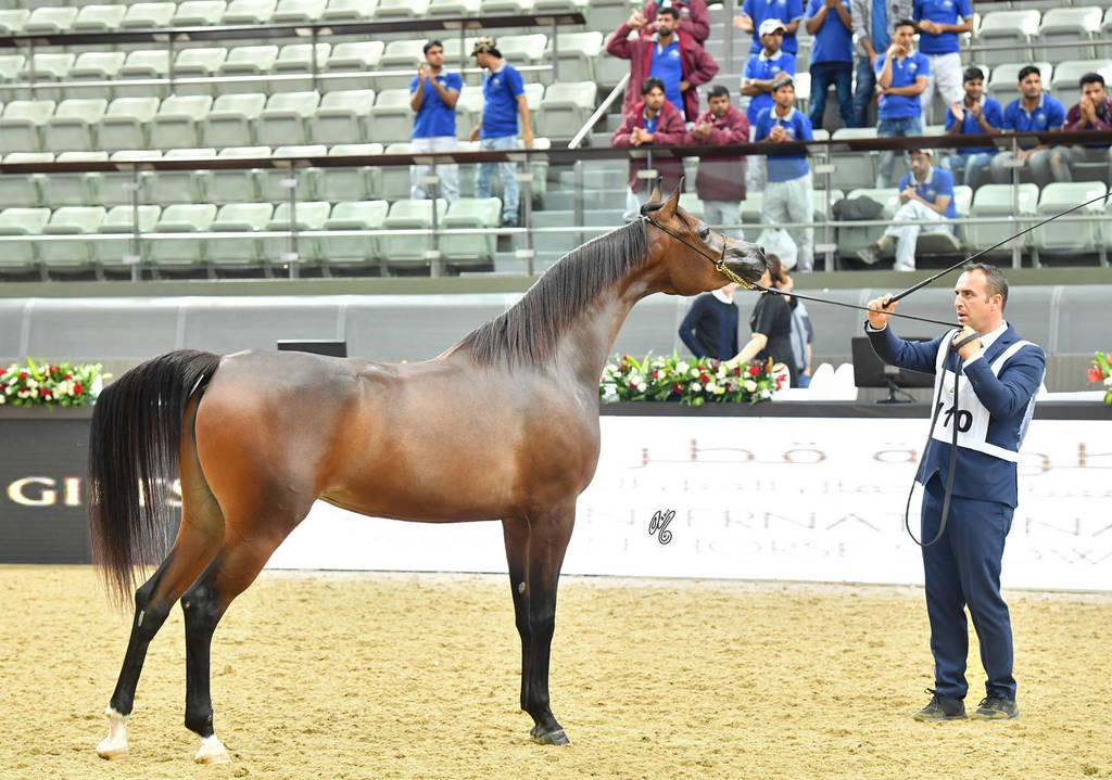 Fillies 3 Years: Sh Julia