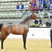 Fillies 3 Years: Sh Julia