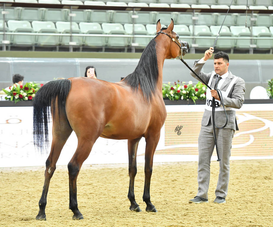 Fillies 3 Years: D Seba