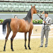 Fillies 3 Years: D Seba