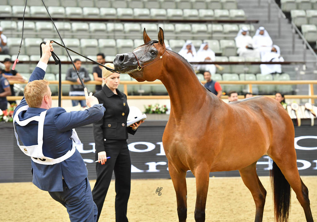 Fillies 3 Years: D Leyanah