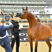 Fillies 3 Years: D Leyanah