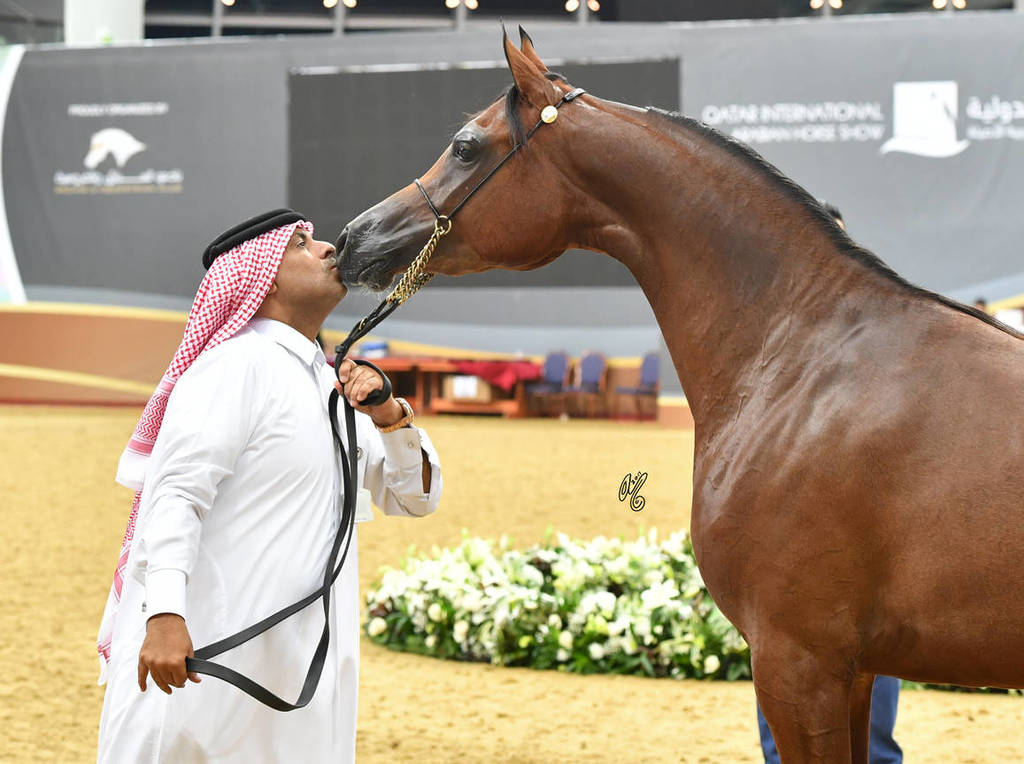 Fillies 3 Years: Wahat Al Shaqab