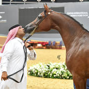 Fillies 3 Years: Wahat Al Shaqab